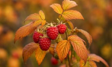 Малина не прощает спешки: промедлите с уходом — и летом вместо ягод вырастет разочарование