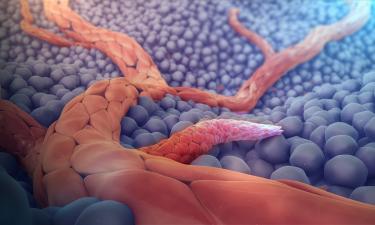 Сосуды теряют эластичность из-за утолщения стенок — Forbes