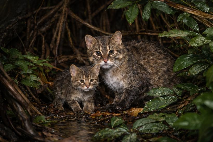Плоскоголовые кошки
