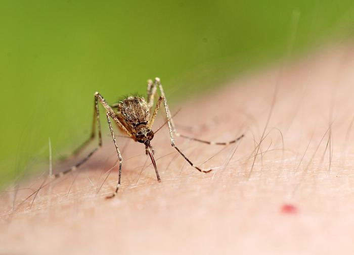 PNAS: генетически модифицированные бактерии могут отпугивать комаров