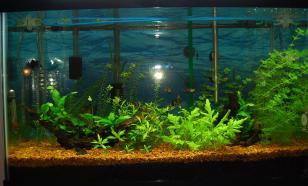 Важные нюансы кормления аквариумных питомцев: как не допустить перекорма