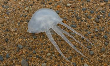 Океанолог: активность ядовитых медуз на Дальнем Востоке выросла из-за смены климата