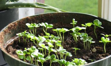 Рассада, что не боится холода: один простой приём превращает слабые ростки в бойцов