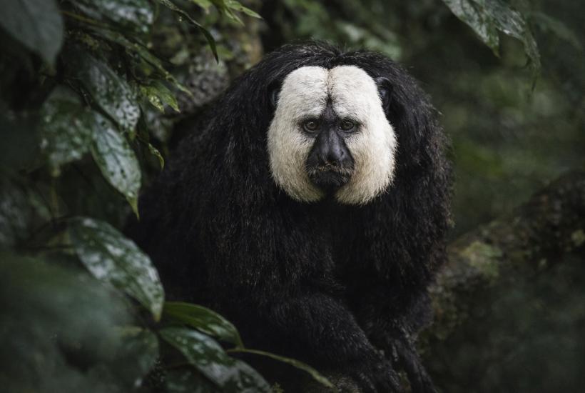 Белоголовый саки