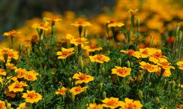 Календула подавляет развитие серой гнили на грядках