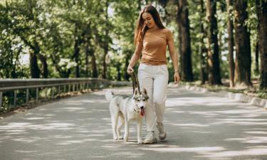 Поводок признан более безопасным для прогулок с собакой, чем рулетка