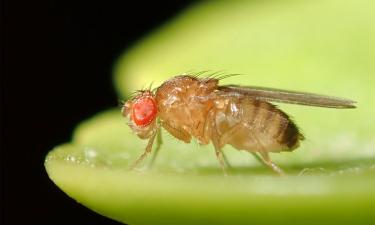Дрозофила — ключ к разгадке болезней человека: научное открытие поражает