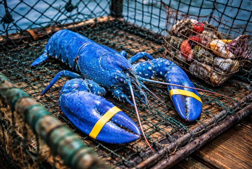 Синий лобстер