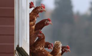 Хиросима под угрозой: в Японии - новая вспышка птичьего гриппа