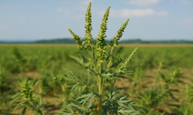 Аллерголог о вреде амброзии: как пыльца вызывает сильные аллергические реакции