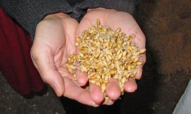 Учёные раскрыли роль гена MKK3 в ячмене, контролирующего спячку семян — China Daily