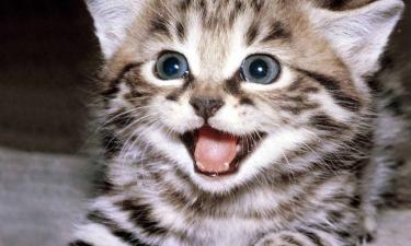 Первый год жизни определяет характер и поведение котенка – ветеринар Шеляков