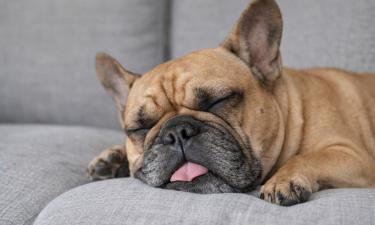 Безобидный храп или симптом болезни: когда у собаки за этими звуками скрывается проблема