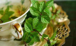 8 естественно отпугивающих комаров растений