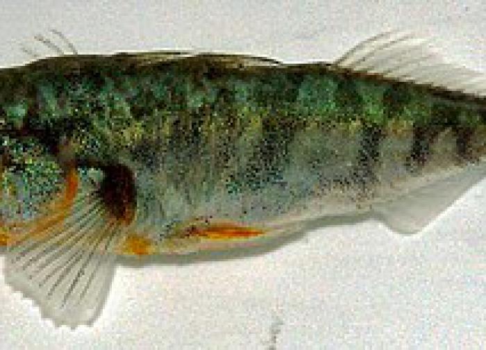 Ускорение эволюции: исследования, подтверждающие скорость процесса