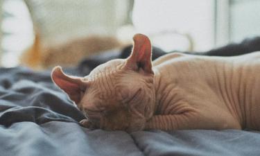 Питомцы ложатся на кресло или кровать владельца для укрепления связи