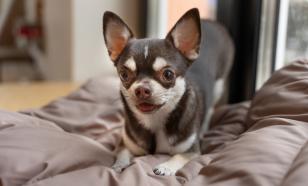 Стоит ли позволять собаке вас облизывать: опасности слюны питомца