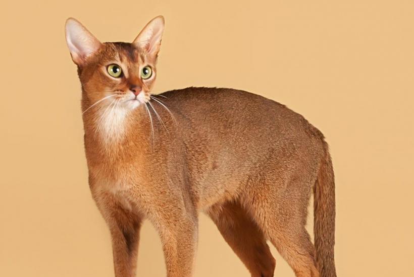 Абиссинская кошка