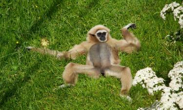 Два пушистых чуда в Новосибирском зоопарке: восточные колобусы порадовали горожан