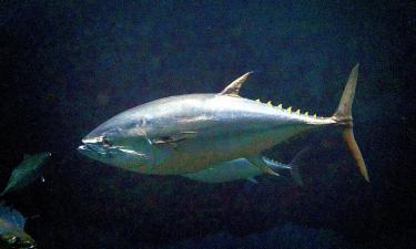 В Японии голубой тунец весом в 243 кг ушёл с молотка за баснословные деньги — AP News