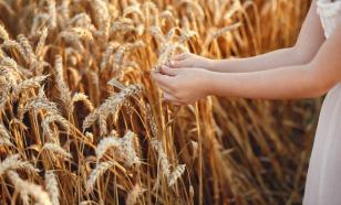 Вывоз зерновых из России достиг максимальных объемов