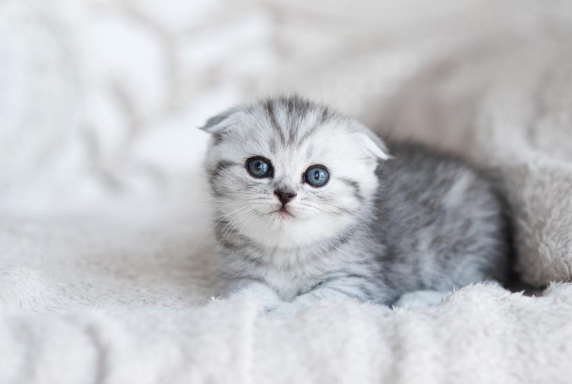 Котенок