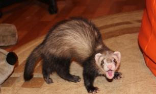 Оригинальный способ флирта и смертельное кольцо: интересные факты о поведении животных