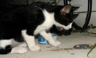 Тошнота у кошек: причины, симптомы, что делать