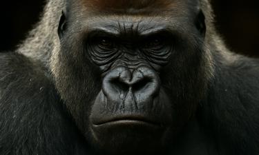 Восточные гориллы признаны крупнейшими приматами на Земле