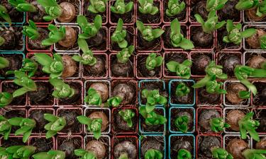 Январский посев применяют для культур с длительным периодом роста — Actualno