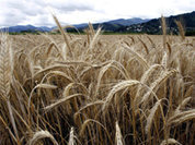 На Севере можно хоть кенгуру выращивать