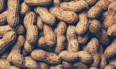 Российские учёные представили новые сорта арахиса — ВИР