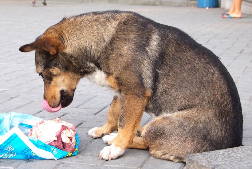 Бездомная собака
