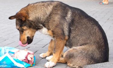 Отлов бродячих собак стал черным бизнесом — зооинженер Базаркина