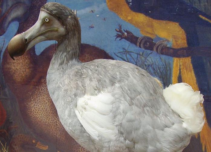 Специалисты раскрыли причину гибели гигантских животных Мадагаскара