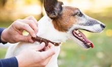 Доверие рушится за секунду: касание, которое собака воспринимает как угрозу