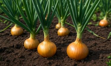 Не азот и не зола: вот что на самом деле делает лук крупным и сладким