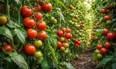 Горизонтальная высадка делает кусты томатов мощнее