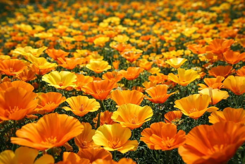 Эшшольция калифорнийская