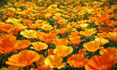 Эшшольция выдерживает дожди и заморозки без потерь