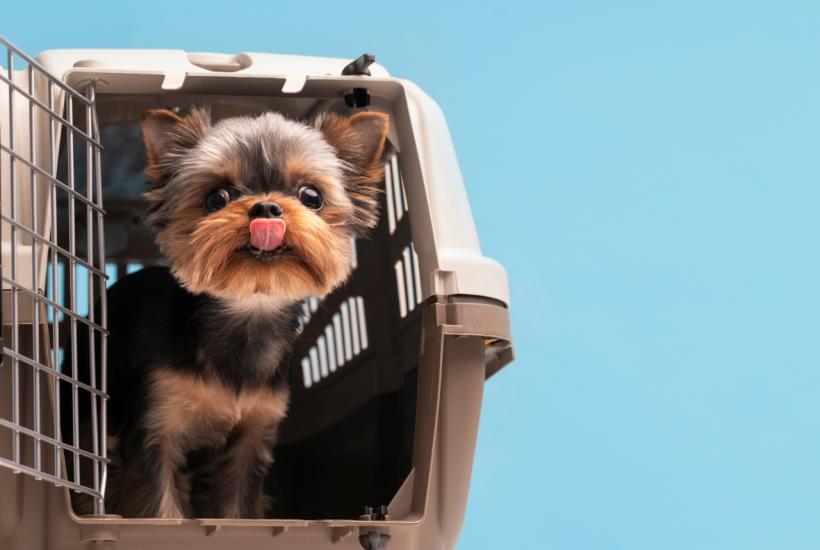 Йоркширский терьер