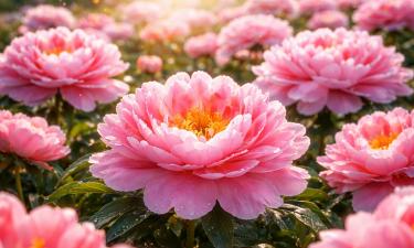 Пион увеличивает количество бутонов после укоренения