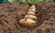 Забудьте про штык лопаты: белорусский метод даст урожай, который шокирует соседей