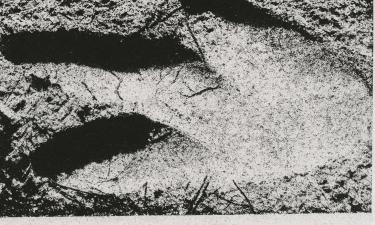 Три пальца и километры ужаса: тайна гигантского пингвина держала город в страхе десятилетиями