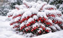 Барбарис Тунберга переживет −35 и украшает сад круглый год