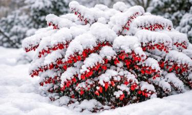Барбарис Тунберга переживет −35 и украшает сад круглый год