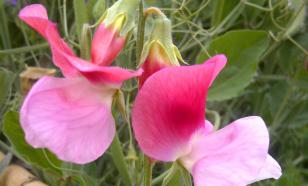 Как ухаживать за душистым горошком