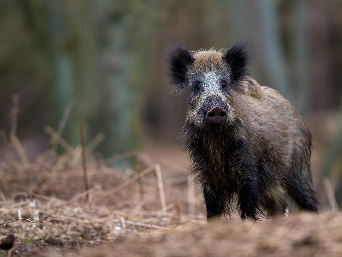 Кабаны Баварии раскрыли тайну радиоактивного прошлого Германии