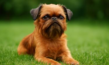 Пёс по кличке Какао стал кассиром в ресторане в Таиланде — The Thaiger