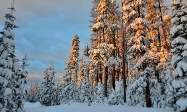 Пауки синтезируют антифриз для защиты тканей от мороза — эколог Джордж Уэц
